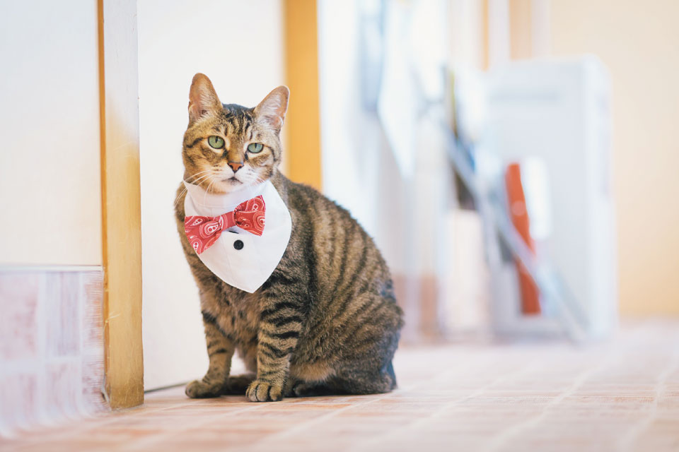 技術・知識の獲得