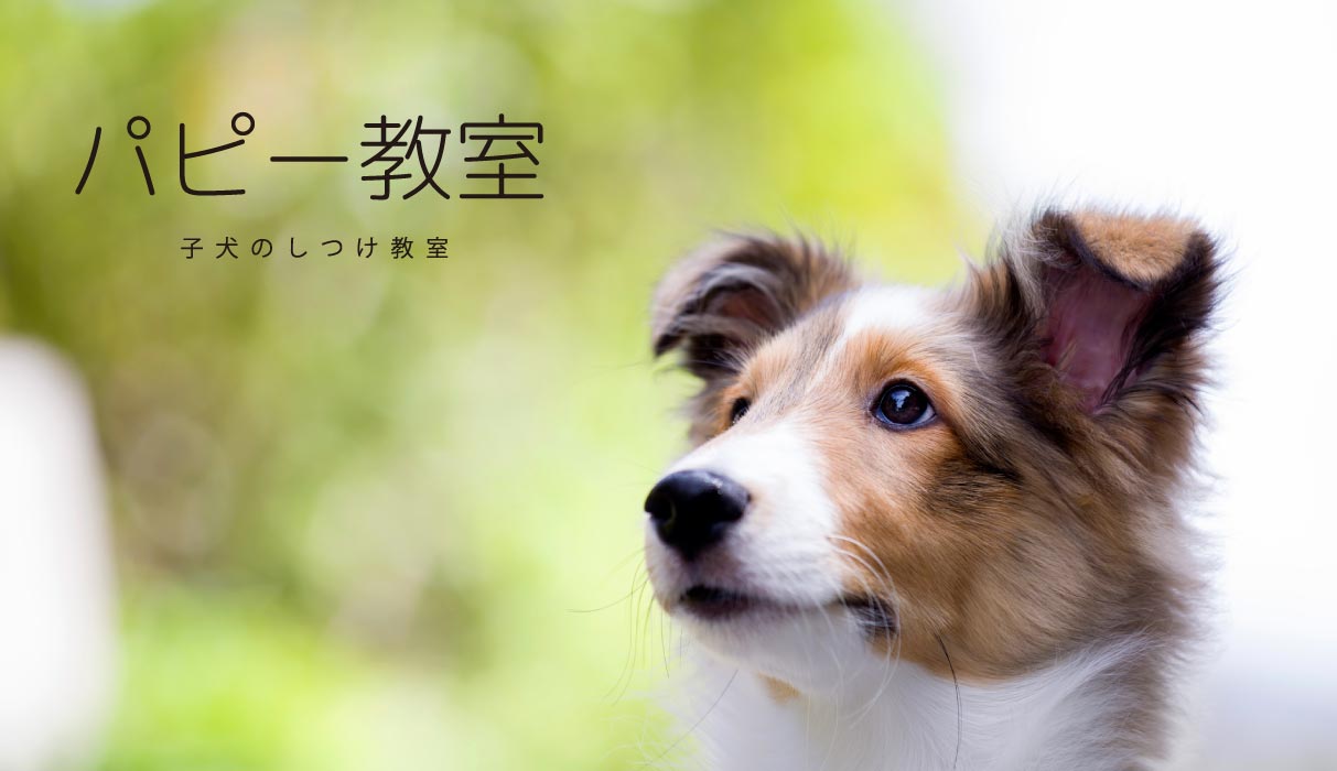 パピー教室　子犬のしつけ教室